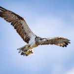 A beautiful Eastern Osprey with catch