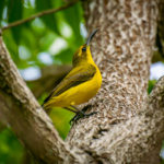 Delicate and beautiful; a female Sunbird.